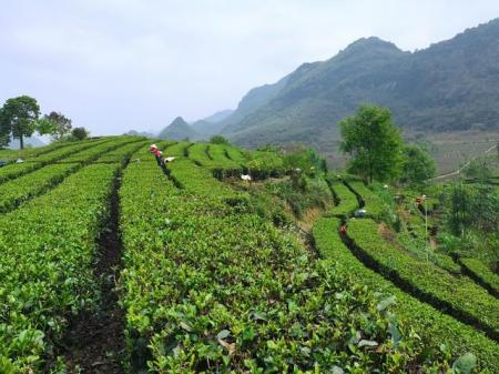 廣東的十大特產(chǎn)