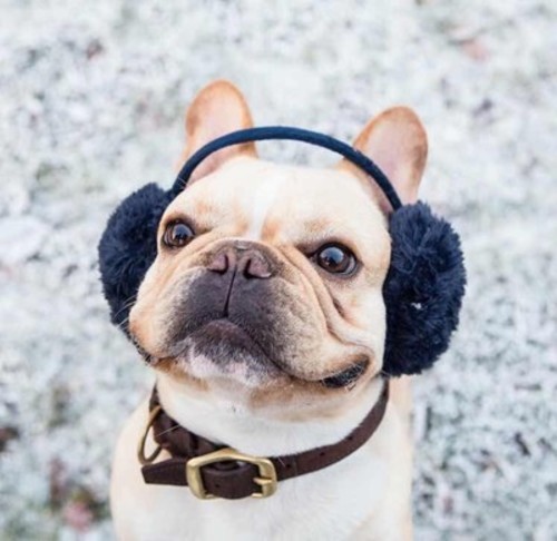 朵朵優(yōu)惠券